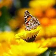 beautiful butterfly images for whatsapp dp